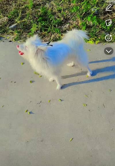 Russian puppies for sale
