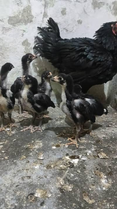 Pure thai aseel chicks shoq wali chez ha.