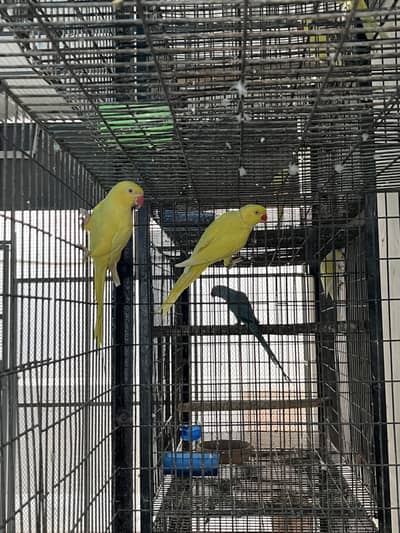 Yellow ringneck