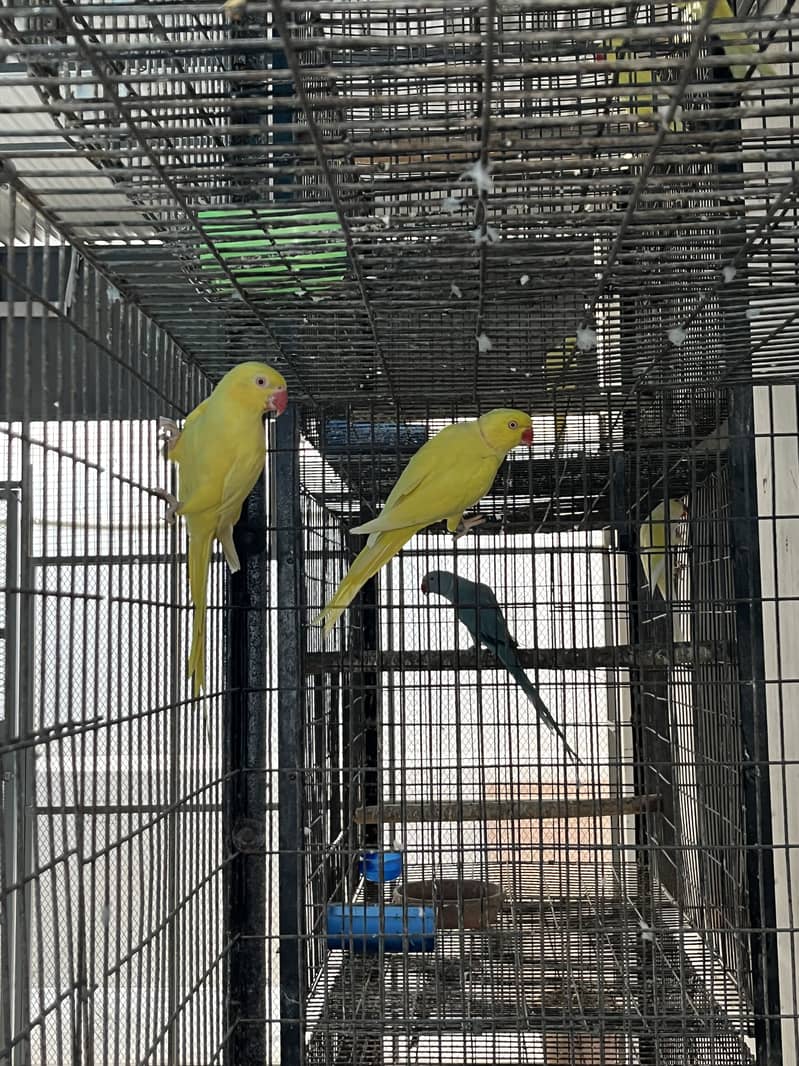 Yellow ringneck 0