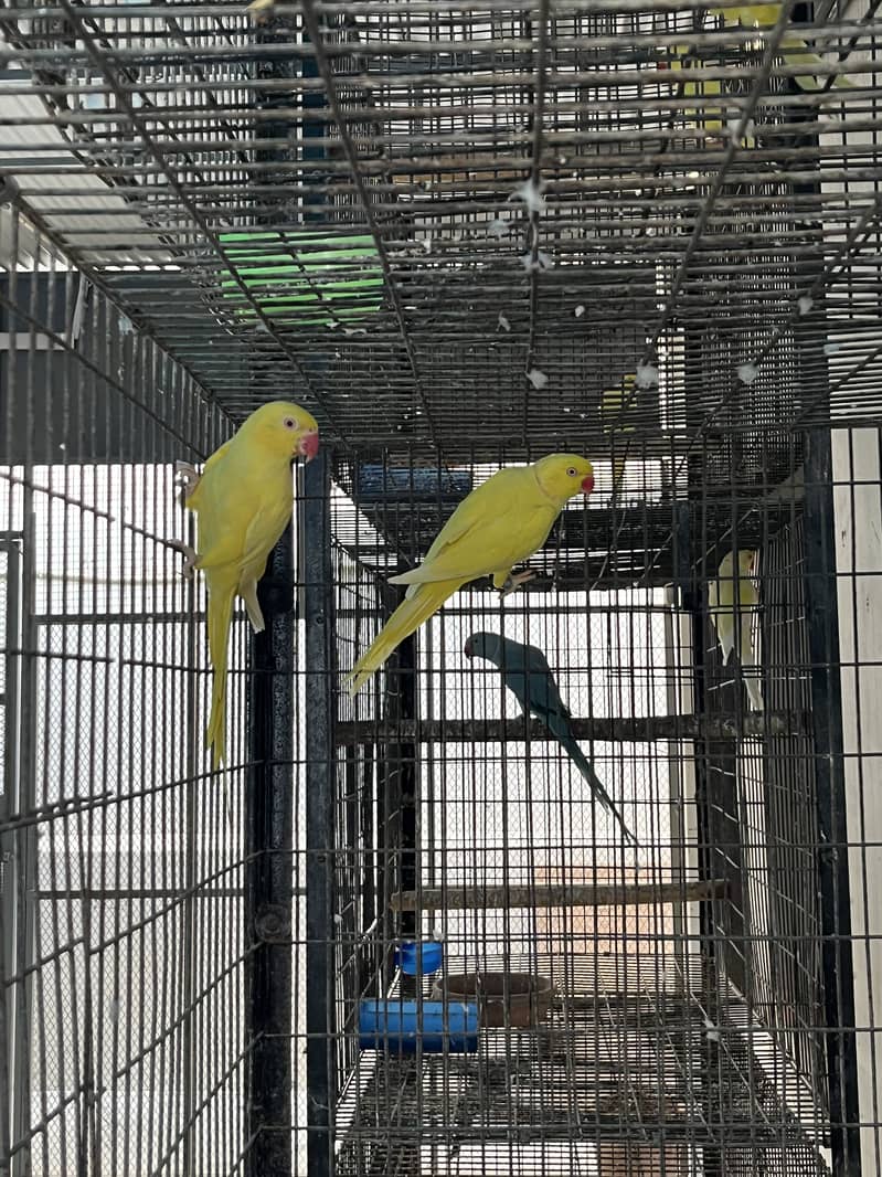 Yellow ringneck 1