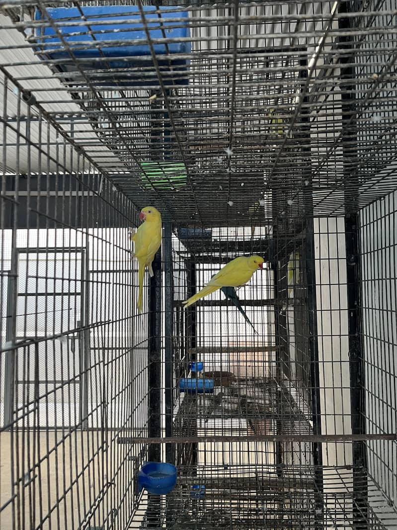 Yellow ringneck 2