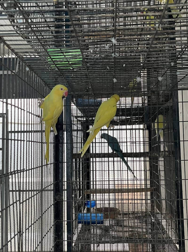 Yellow ringneck 3