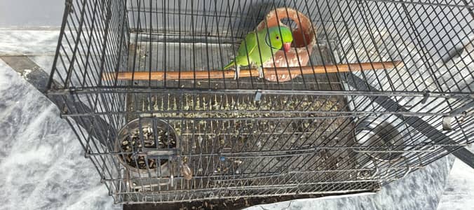 Raw Green Parrot  With  Large Cage