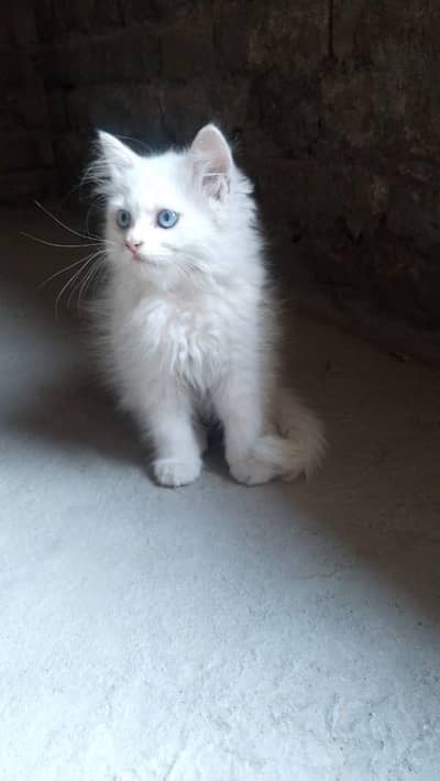 100% orignal persian cat with different eye colour