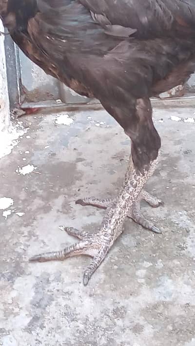 very good murgi