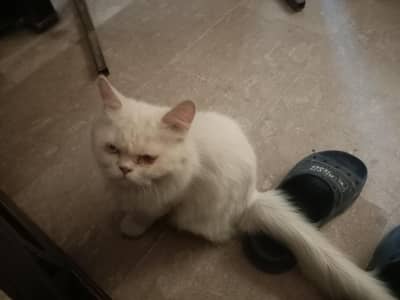 Cat for sale