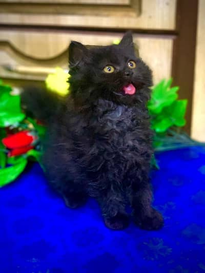 black triple Cort balu kitten available in low price