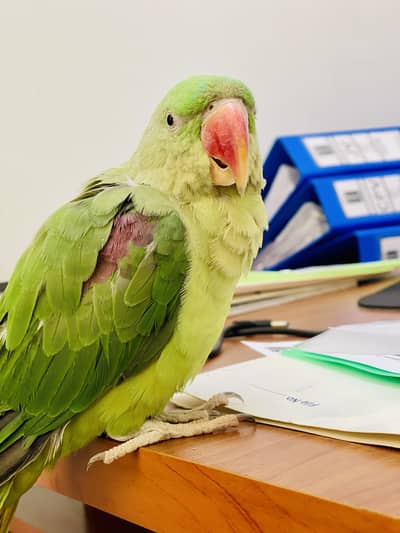 RAW Kashmir BEAUTIFUL PARROT