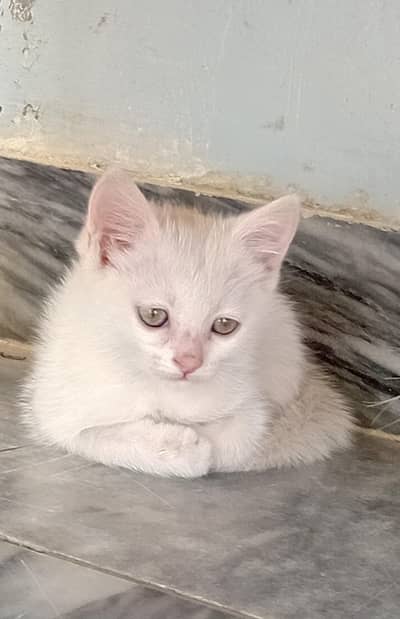 cute cat