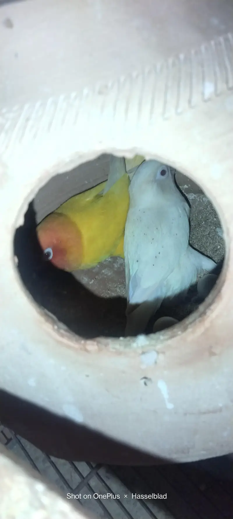 Albino red to lotino pasnata — photo 2