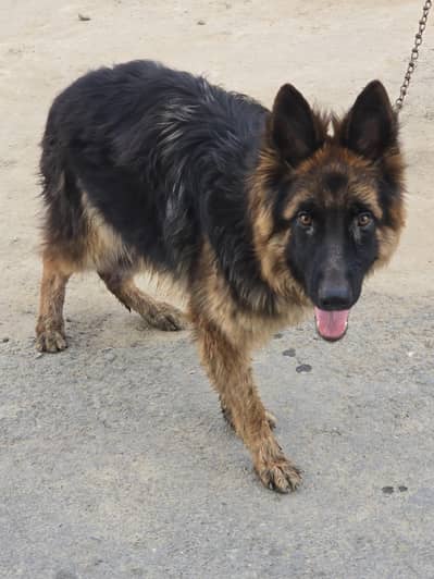 German Shepherd Male