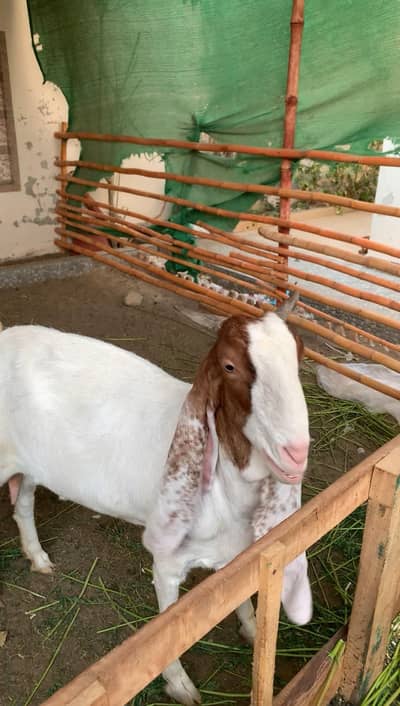 kamori gulabi bakri