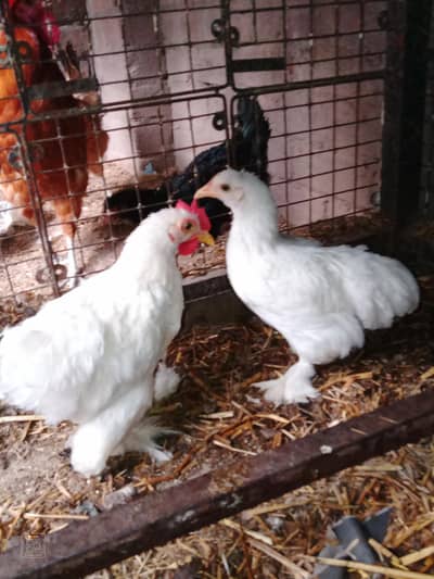Bantam Pair Available Healthy and Active White Bantam pair