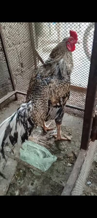 Healthy Ghar Ka Pala Hua Aseel Murgha For Sale