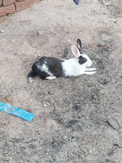 Rabbits pair for sale