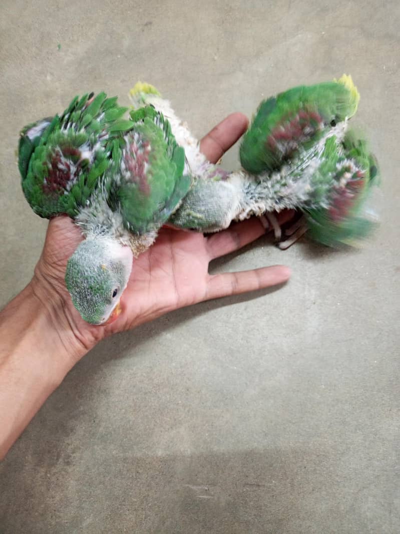Raw chicks 0