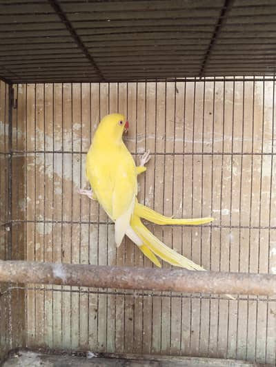 yellow Ringneck