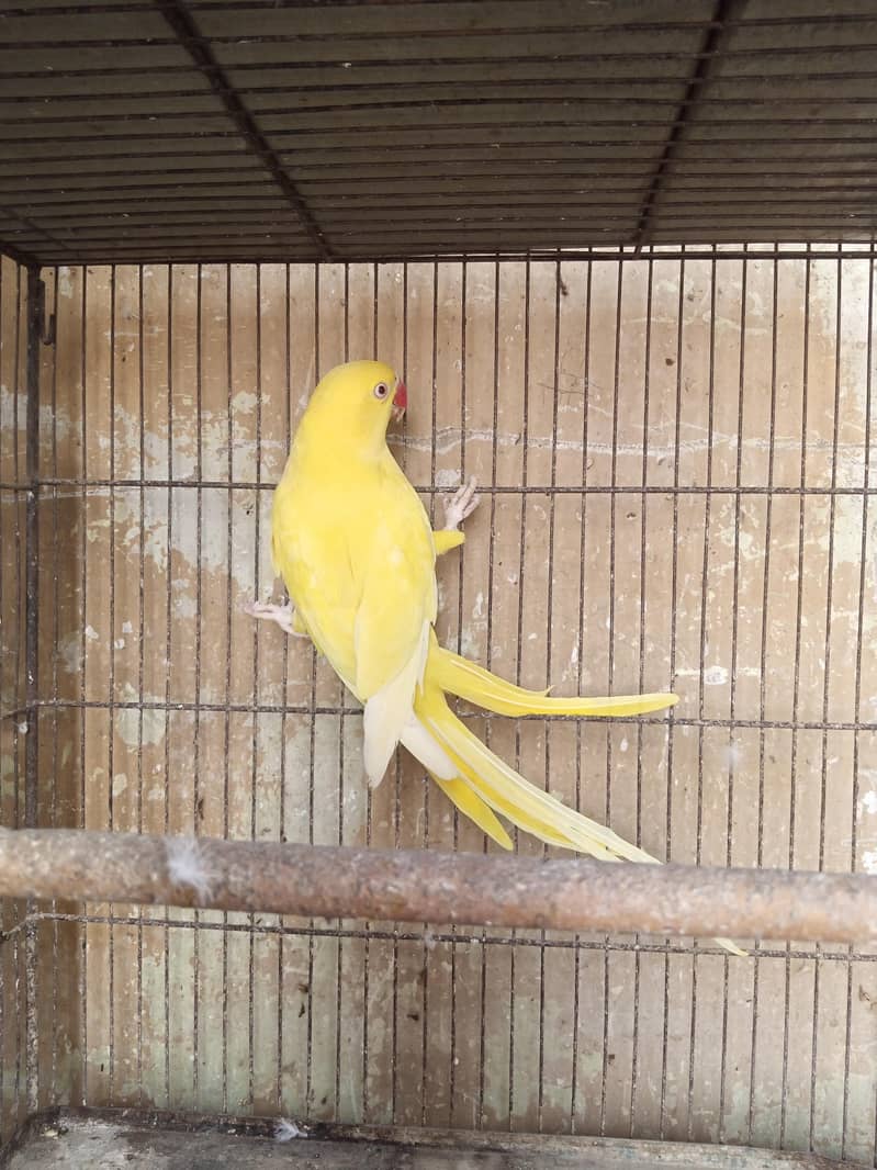 yellow Ringneck 1