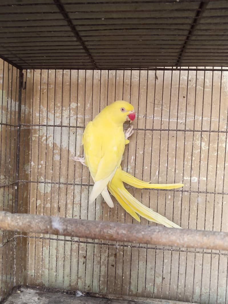 yellow Ringneck 2