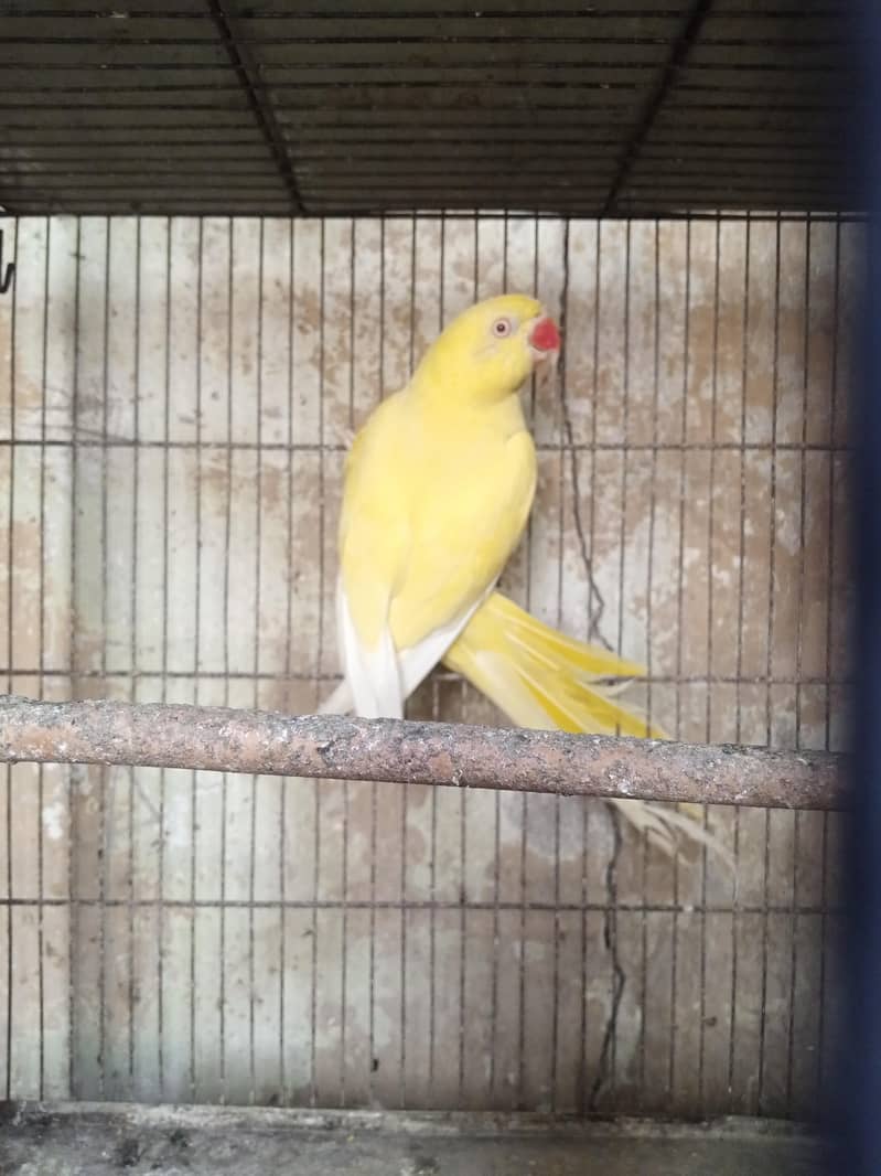 yellow Ringneck 3
