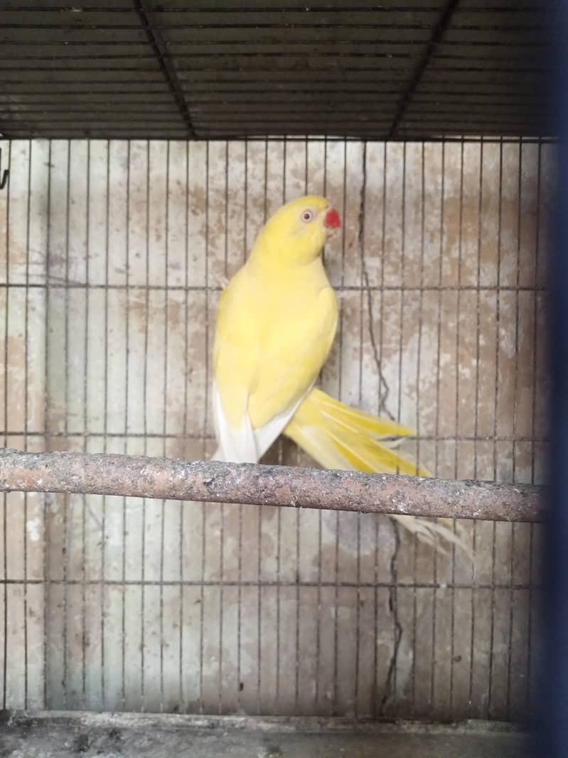 yellow Ringneck 4