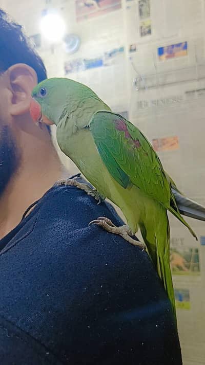 Raw parrots