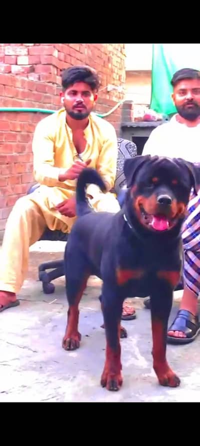 lovely male good blood line