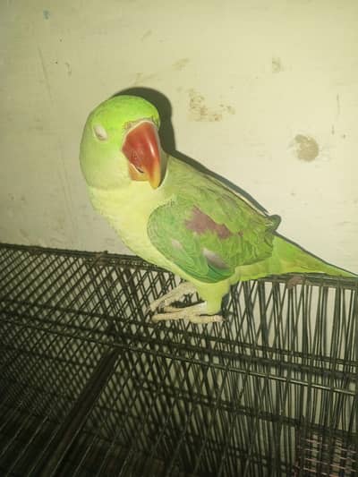 kasmri Raw parrot for 6 month age