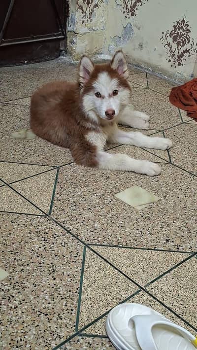 husky dog