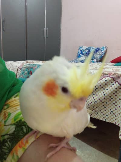 Common white & Eno white  Cocktaile chick  for sale