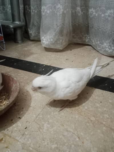 Common white & Eno white  Cocktaile chick  for sale
