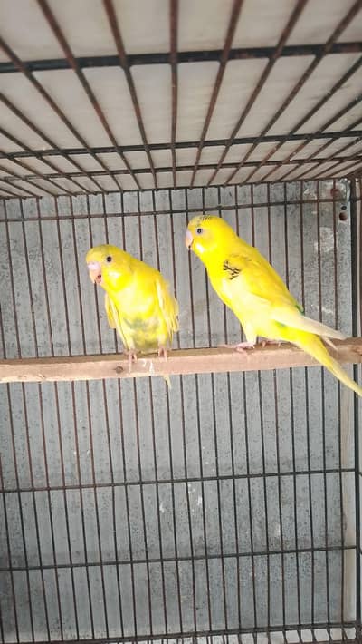 Australian breeder pair for sale 1 pair and 1 female breeder