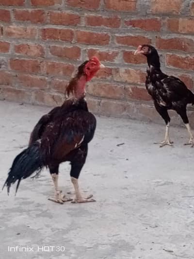 Aseel pair 6k fnl