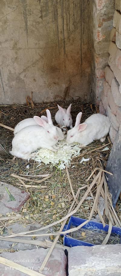 Rabbit Breeders Treo set
