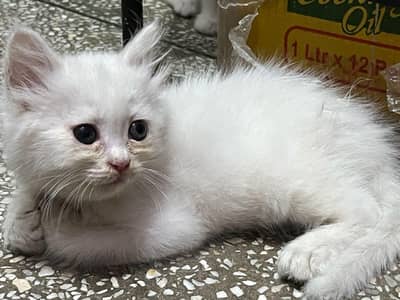 Persian cross breed