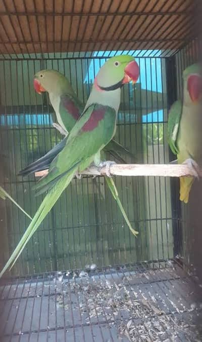 2 male 1 femal broader pair fire sale