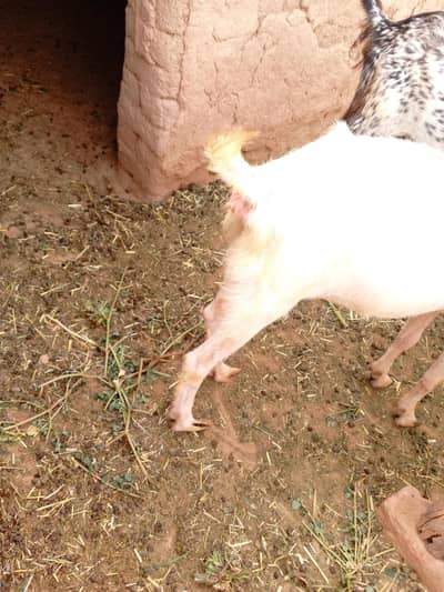 gulabi bakri for sale