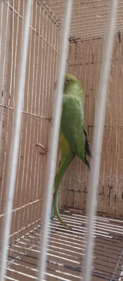 love birds fishers Australian lutino coctail