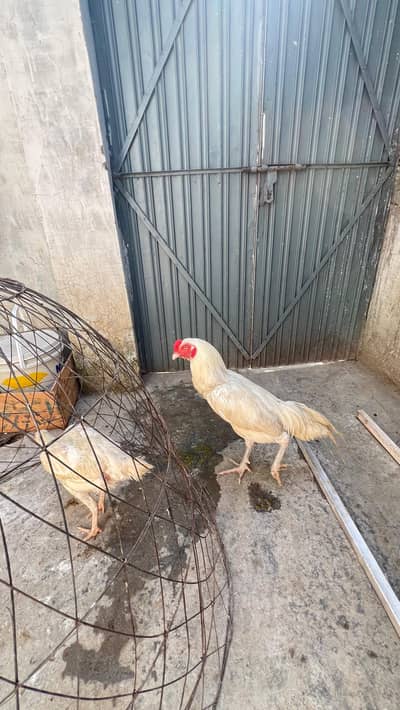 aseel heera breedder pair