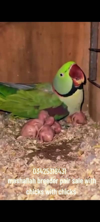 mahsllah breeder pair 1000 percent space issue ha