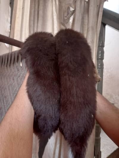 German Shepherd wool coat puppies
