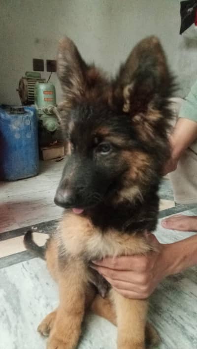 Puppy German Tripple Coated