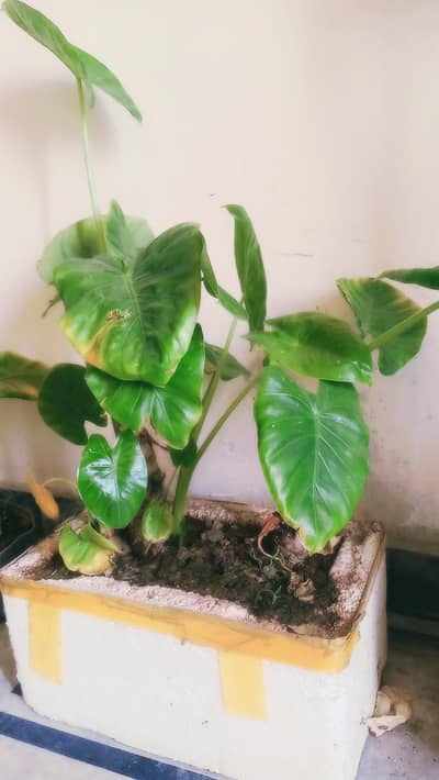 Indoor palnats