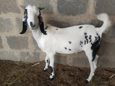 7 Month Male (beetal) For sale.
