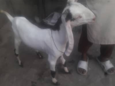 Rajanpuri Ablack High Quality Breeder bacha Whatsapp 0349 4630682