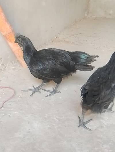 Pure Ayam Cemani Grey Tongue – 4.5 Month Old Healthy Bird
