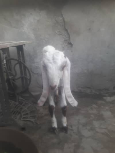Rajanpuri Ablack High Quality Breeder bacha Whatsapp 0349 4630682