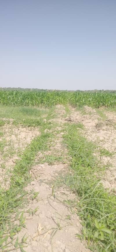 مکئی سبز چارا