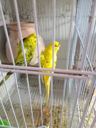 Fellow hogo female with green hogo male